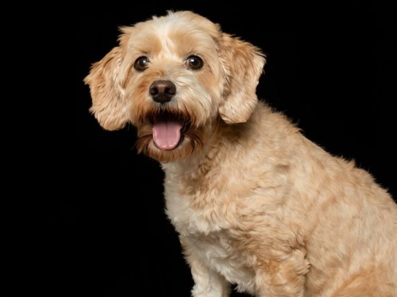 Capture Your Pet's True Personality with Award-Winning Portrait Photography | Unique Style for Dogs, Cats, and Equine | Fun and Magical Experience Guaranteed!