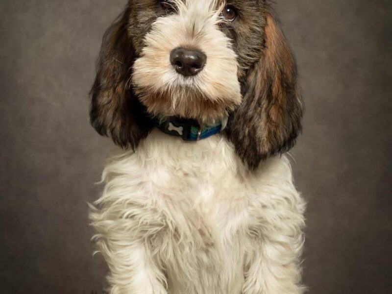 Capture Your Pet's True Personality with Award-Winning Portrait Photography | Unique Style for Dogs, Cats, and Equine | Fun and Magical Experience Guaranteed!