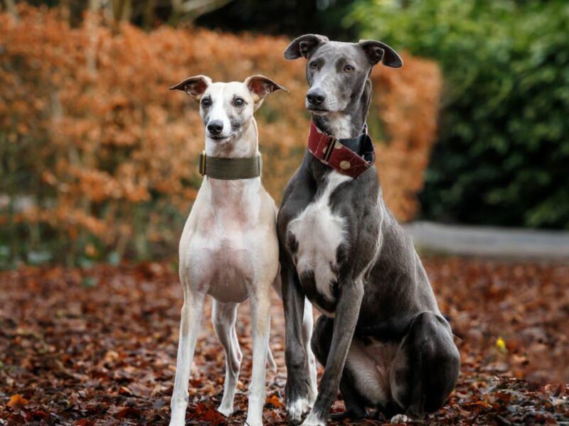 Capture Your Pet's Beauty with Unique Photography in North West England | High-Quality Portraits for Cats and Other Animals | Lancaster, Morecambe, Kendal, and More