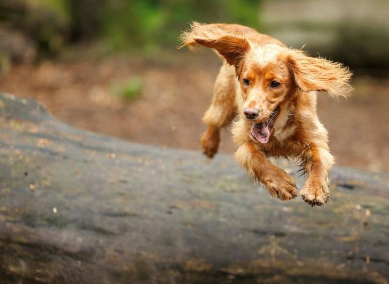 Capture Your Pet's Beauty with Unique Photography in North West England | High-Quality Portraits for Cats and Other Animals | Lancaster, Morecambe, Kendal, and More