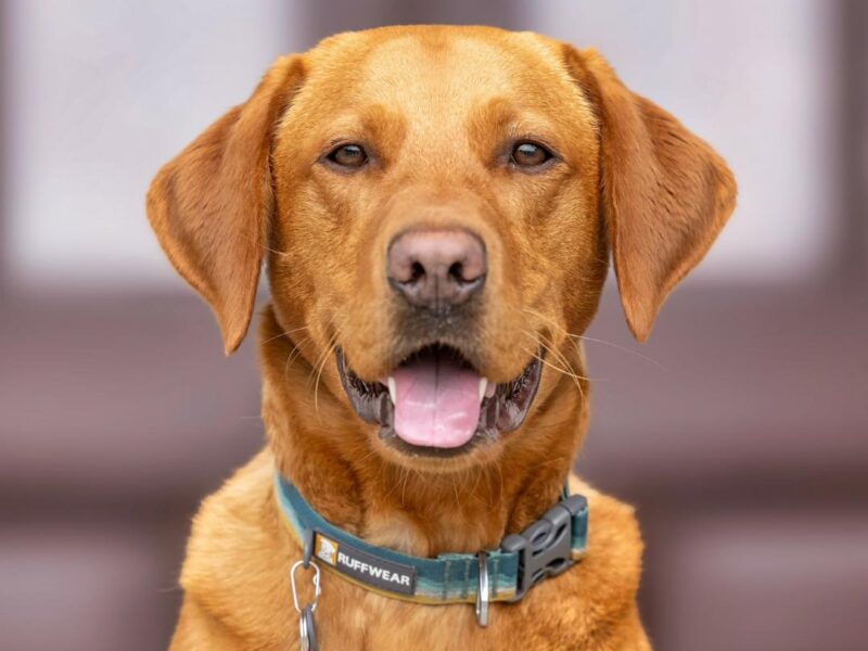 Capture Your Pet's Beauty with Unique Photography in North West England | High-Quality Portraits for Cats and Other Animals | Lancaster, Morecambe, Kendal, and More