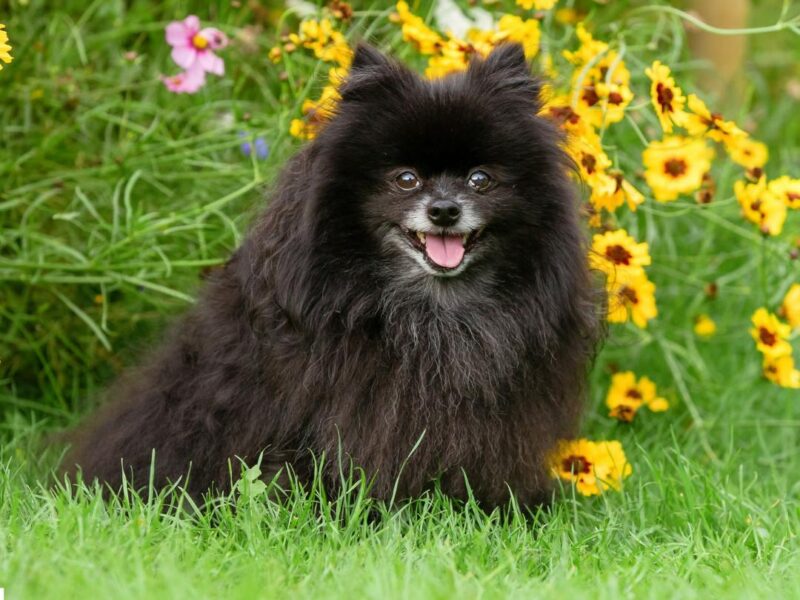 Capture Your Pet's Beauty with Unique Photography in North West England | High-Quality Portraits for Cats and Other Animals | Lancaster, Morecambe, Kendal, and More