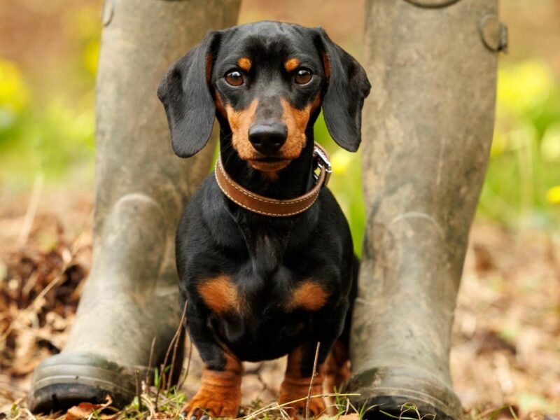 Capture Your Pet's Beauty with Unique Photography in North West England | High-Quality Portraits for Cats and Other Animals | Lancaster, Morecambe, Kendal, and More