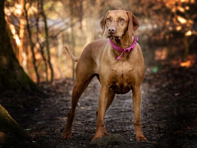 Capture Your Pet's Beauty with Unique Photography in North West England | High-Quality Portraits for Cats and Other Animals | Lancaster, Morecambe, Kendal, and More