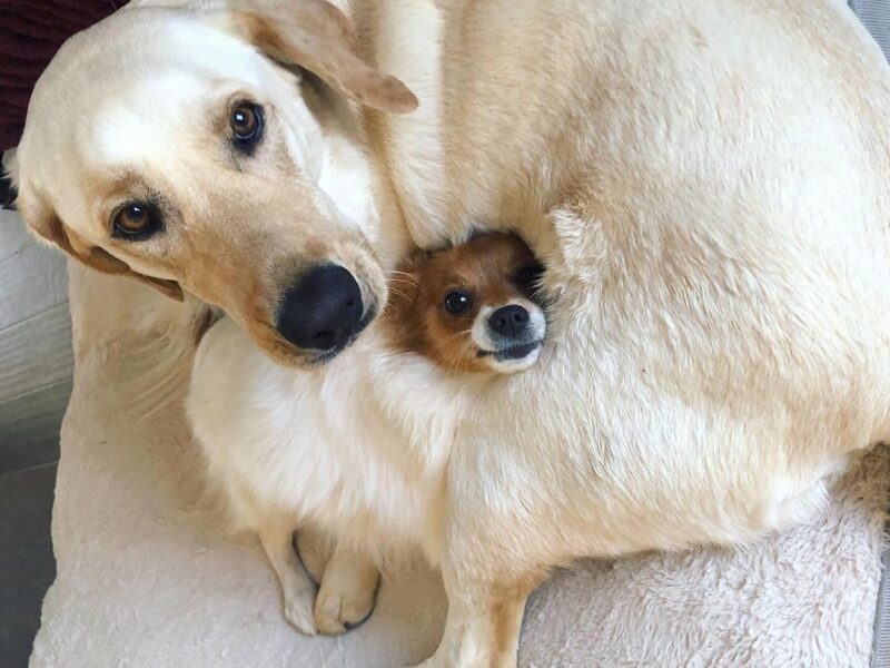 Photographer for all the “5 Star Pet Parents!”