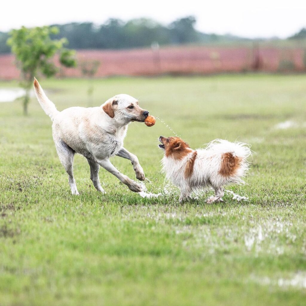 Photographer for all the “5 Star Pet Parents!”