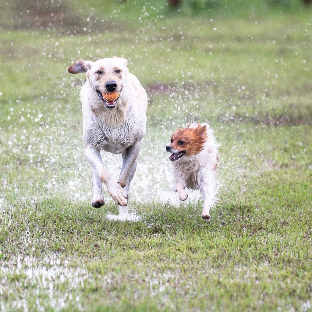 Photographer for all the “5 Star Pet Parents!”