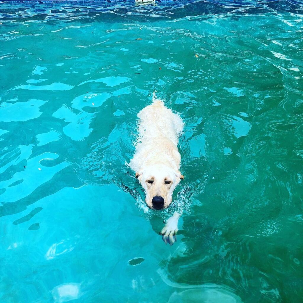 Photographer for all the “5 Star Pet Parents!”