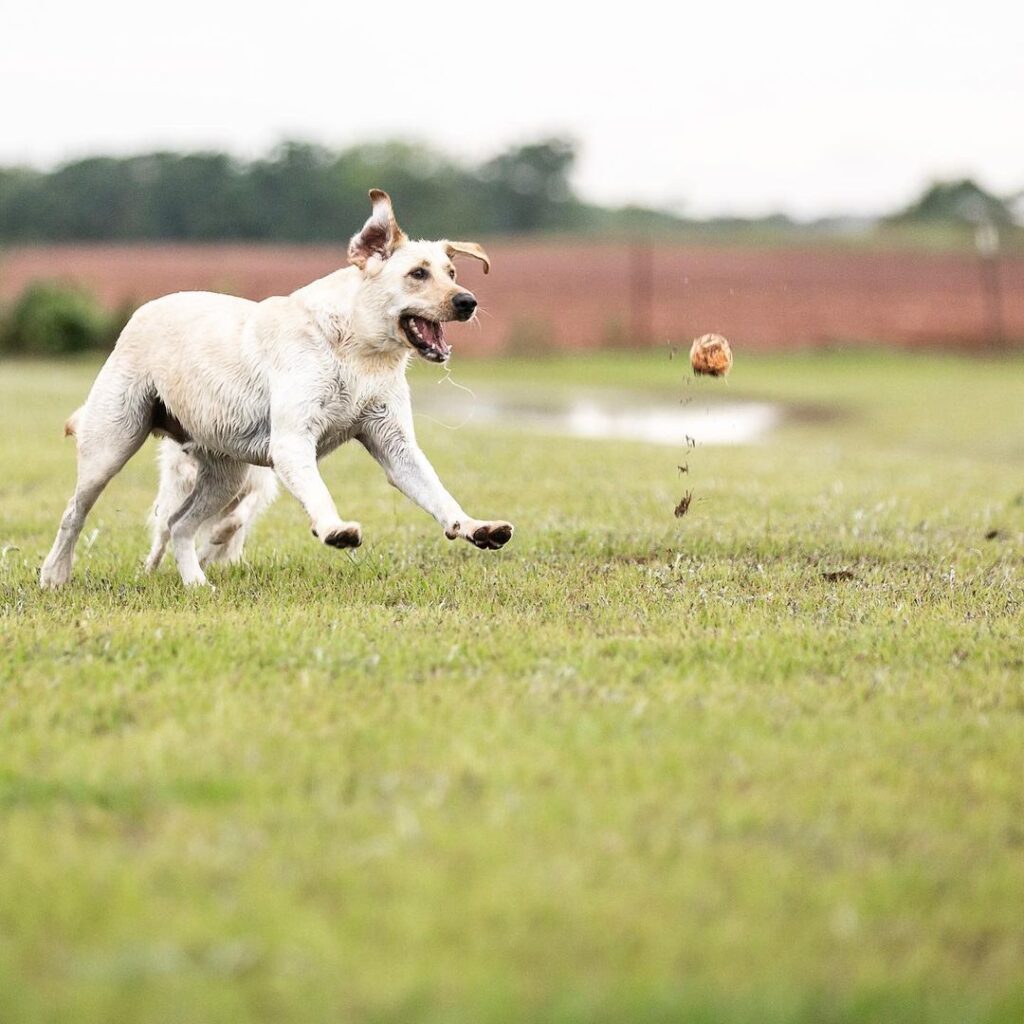Photographer for all the “5 Star Pet Parents!”