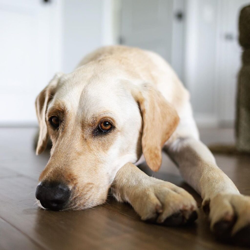 Photographer for all the “5 Star Pet Parents!”