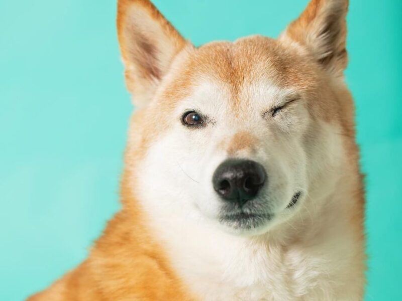 Capturing Your Beloved Pet's Unique Personality: Professional Pet Photography