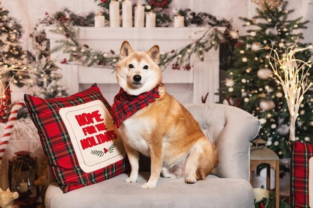 Capturing Your Beloved Pet's Unique Personality: Professional Pet Photography