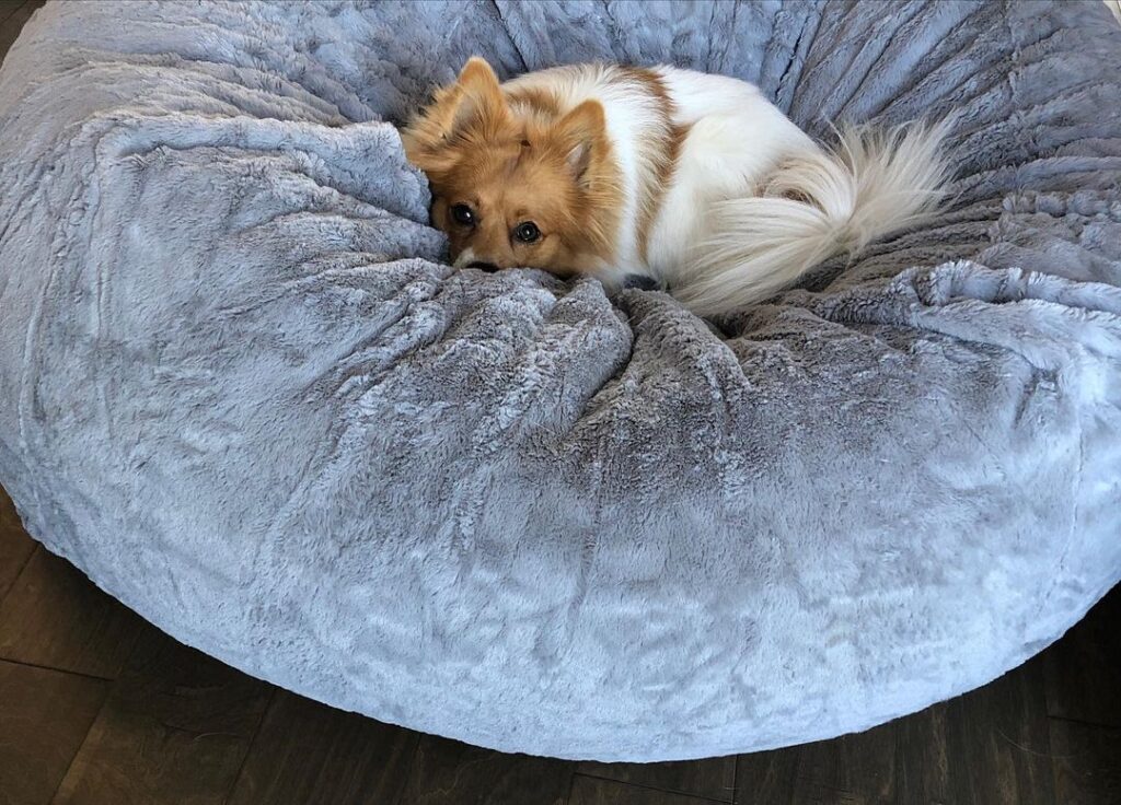 Photographer for all the “5 Star Pet Parents!”