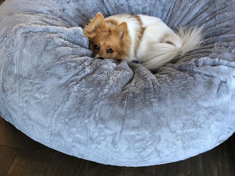 Photographer for all the “5 Star Pet Parents!”