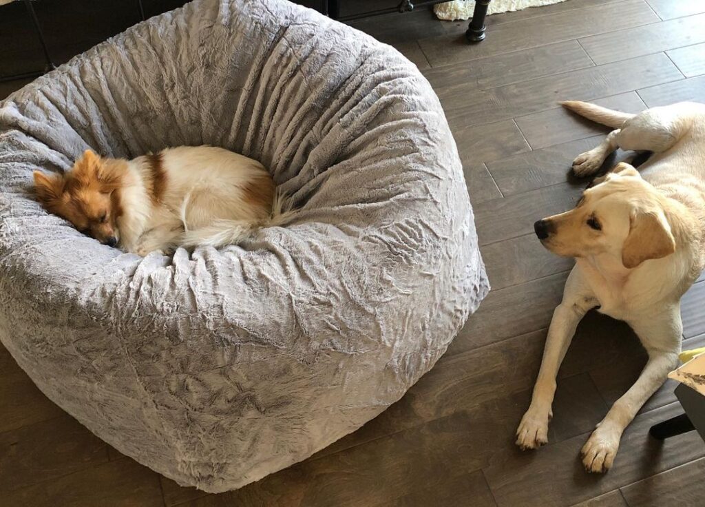 Photographer for all the “5 Star Pet Parents!”