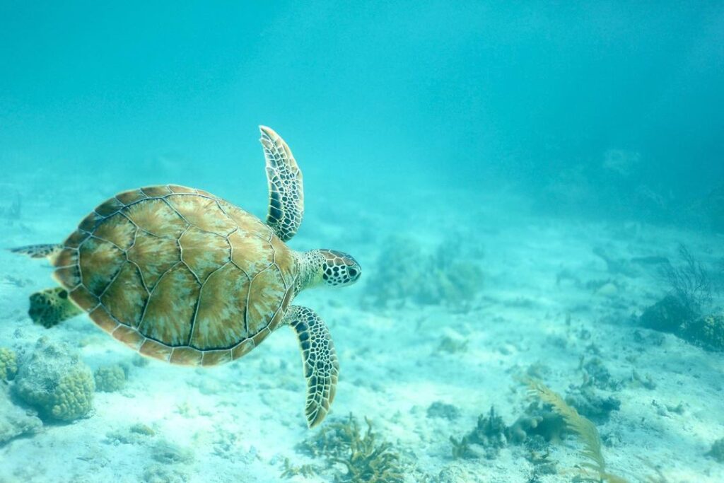 Dive into unforgettable moments with our underwater photography!