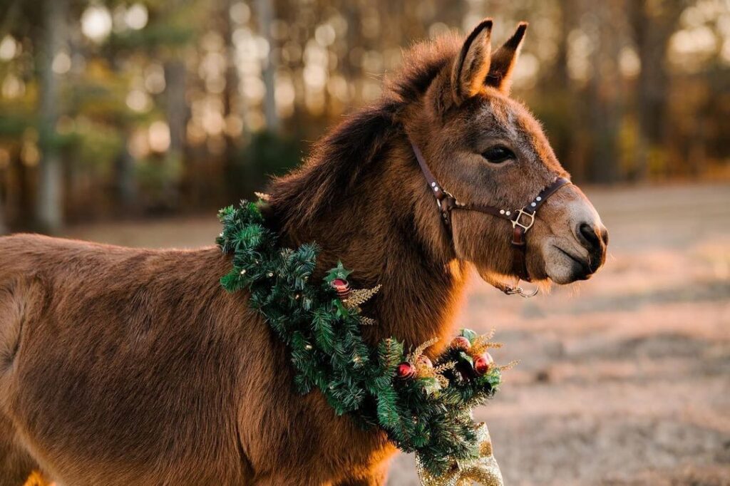 Capturing Your Beloved Pet's Unique Personality: Professional Pet Photography