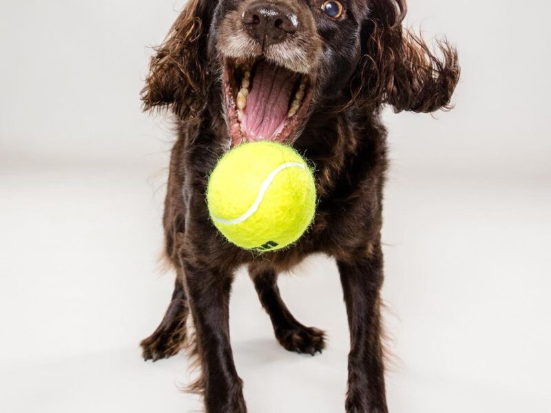 Animal Lover Pet Photographer