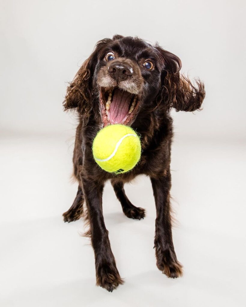 Animal Lover Pet Photographer