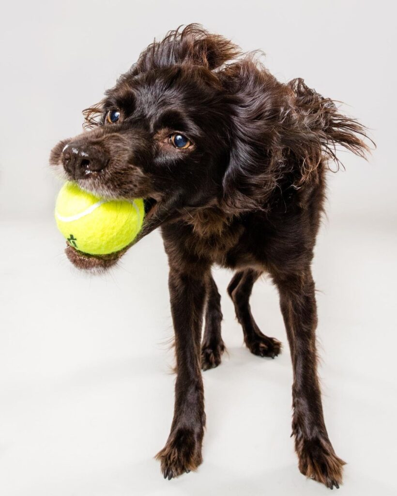 Animal Lover Pet Photographer