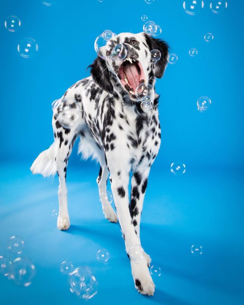 Animal Lover Pet Photographer