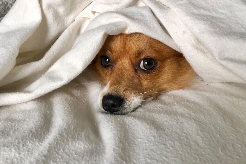 Photographer for all the “5 Star Pet Parents!”