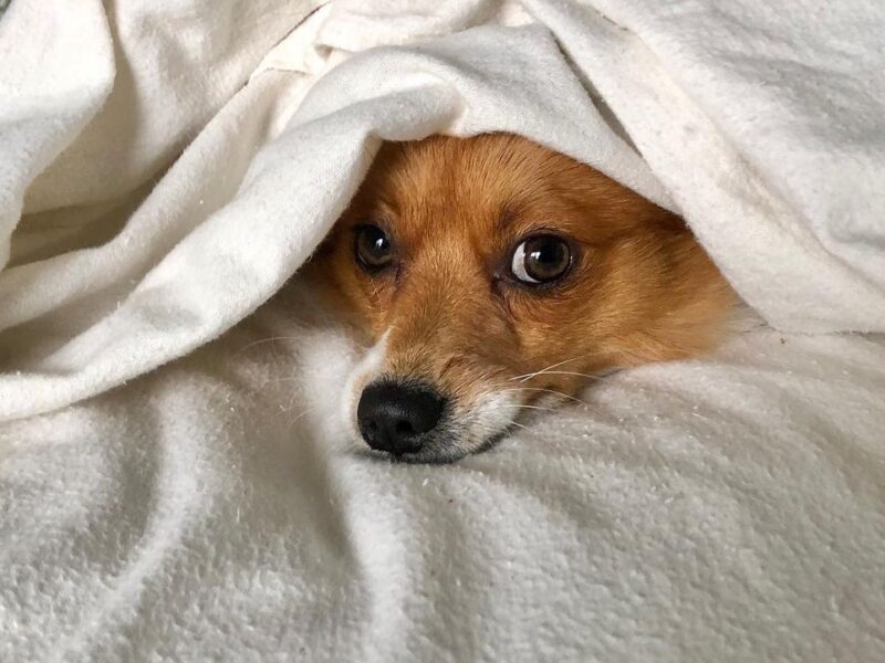 Photographer for all the “5 Star Pet Parents!”