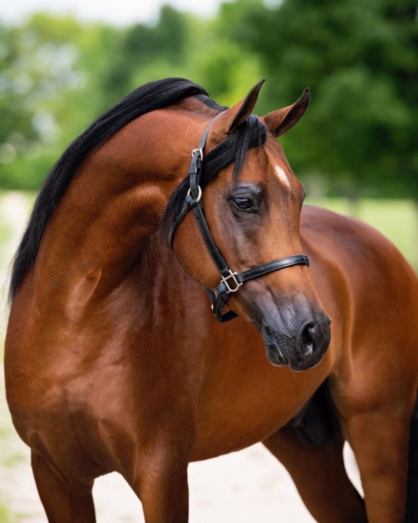 Capturing Your Beloved Pet's Unique Personality: Professional Pet Photography