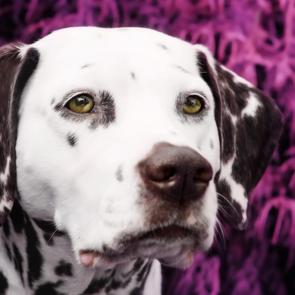 Capturing Your Beloved Pet's Unique Personality: Professional Pet Photography