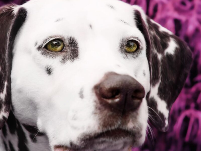 Capturing Your Beloved Pet's Unique Personality: Professional Pet Photography