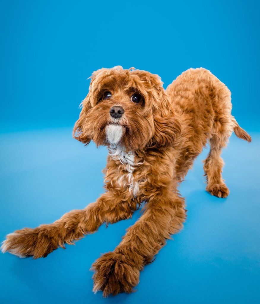 Animal Lover Pet Photographer