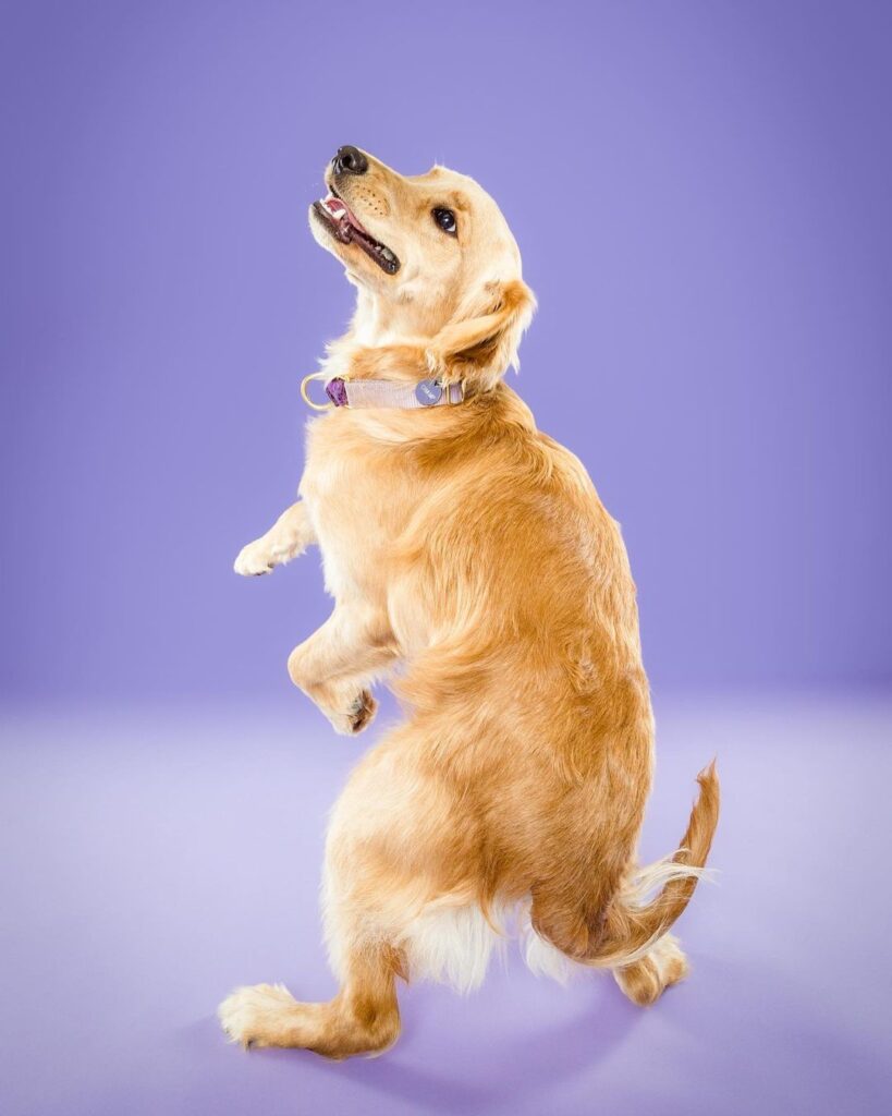 Animal Lover Pet Photographer