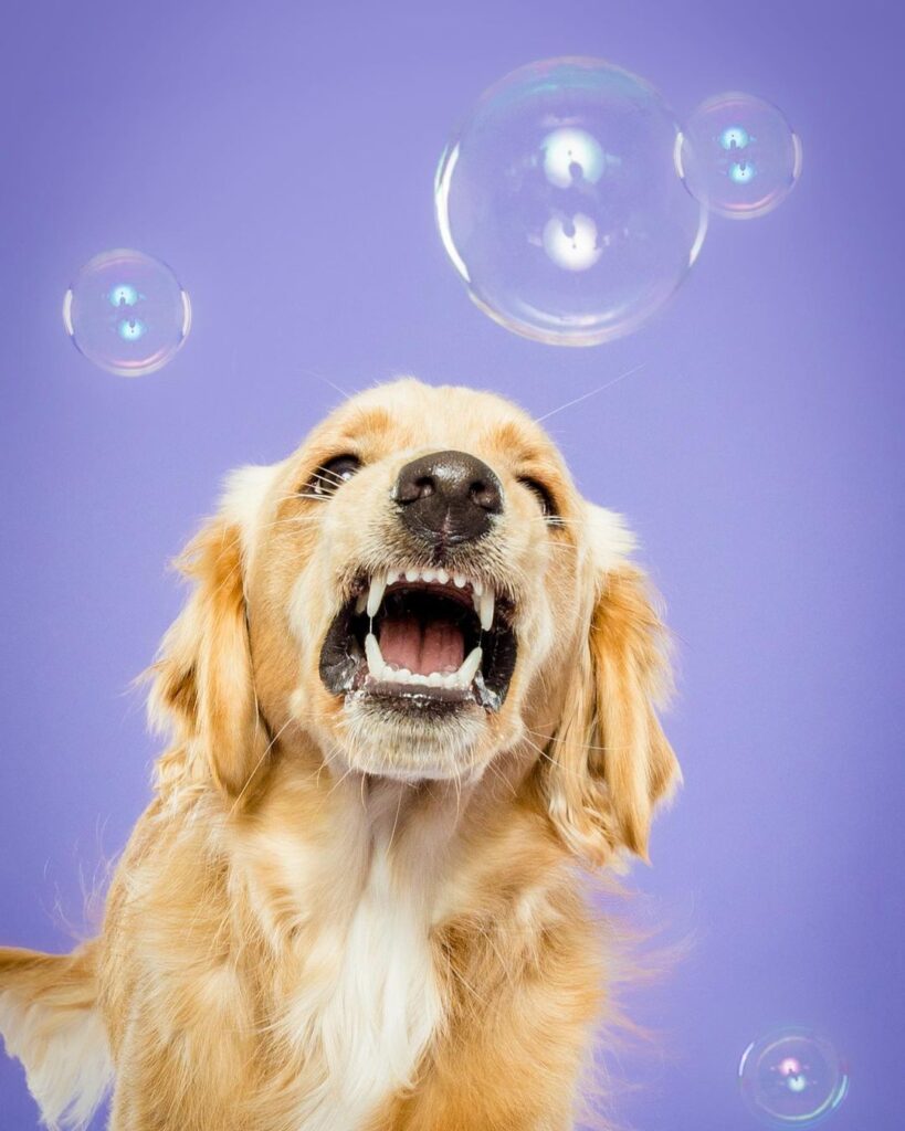 Animal Lover Pet Photographer