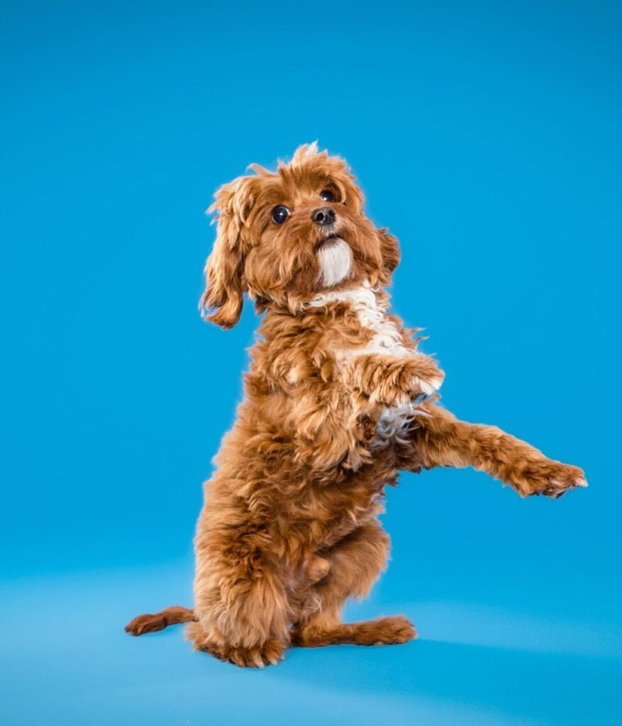 Animal Lover Pet Photographer