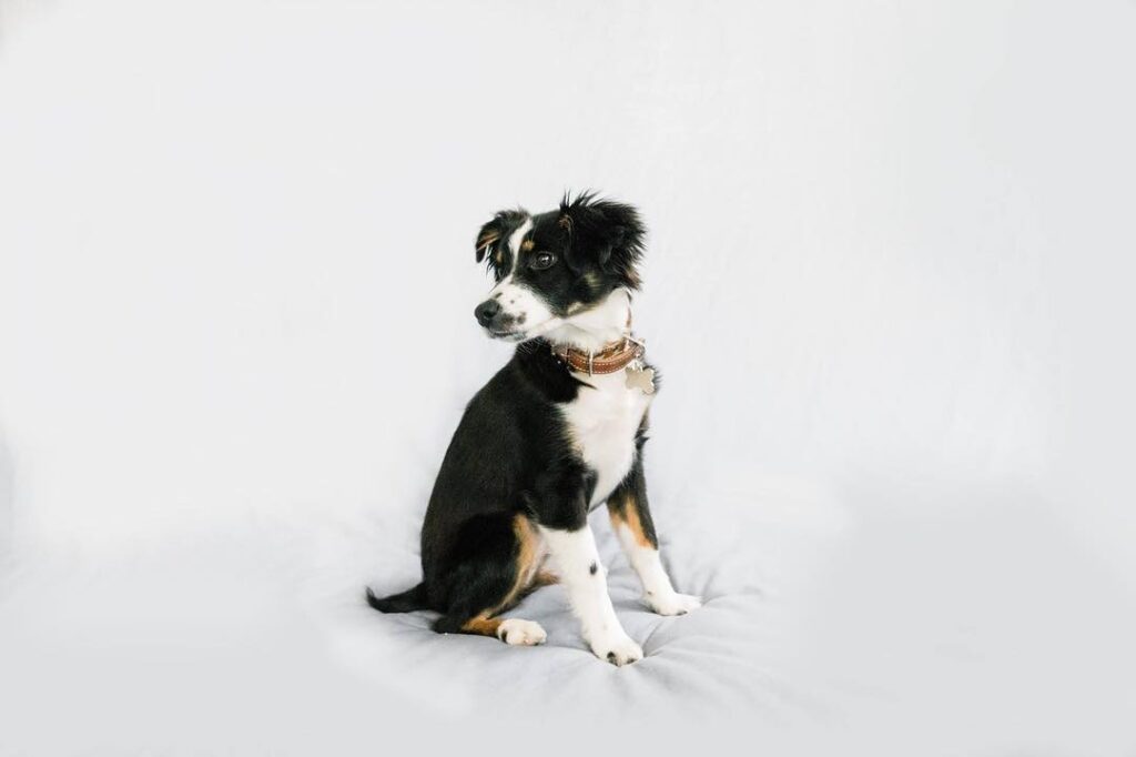 Capturing Your Beloved Pet's Unique Personality: Professional Pet Photography