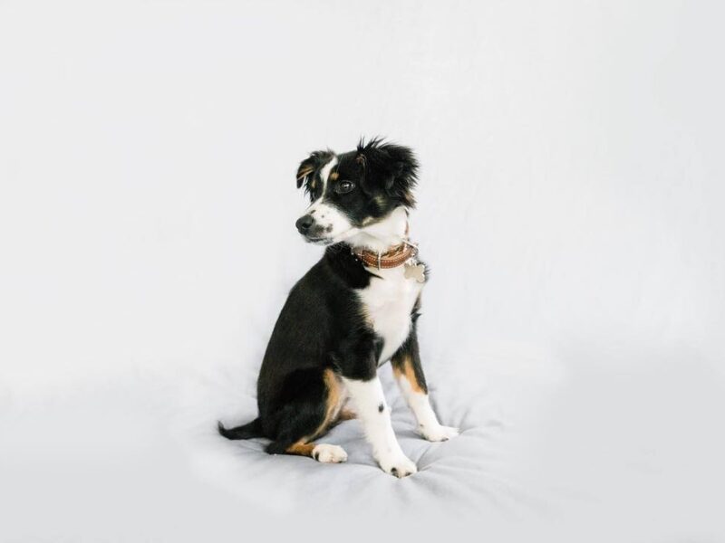 Capturing Your Beloved Pet's Unique Personality: Professional Pet Photography